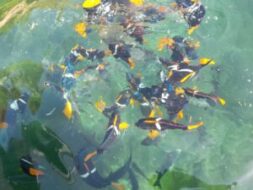 Two-Hour Snorkel Tour! New Snorkel Excursion!