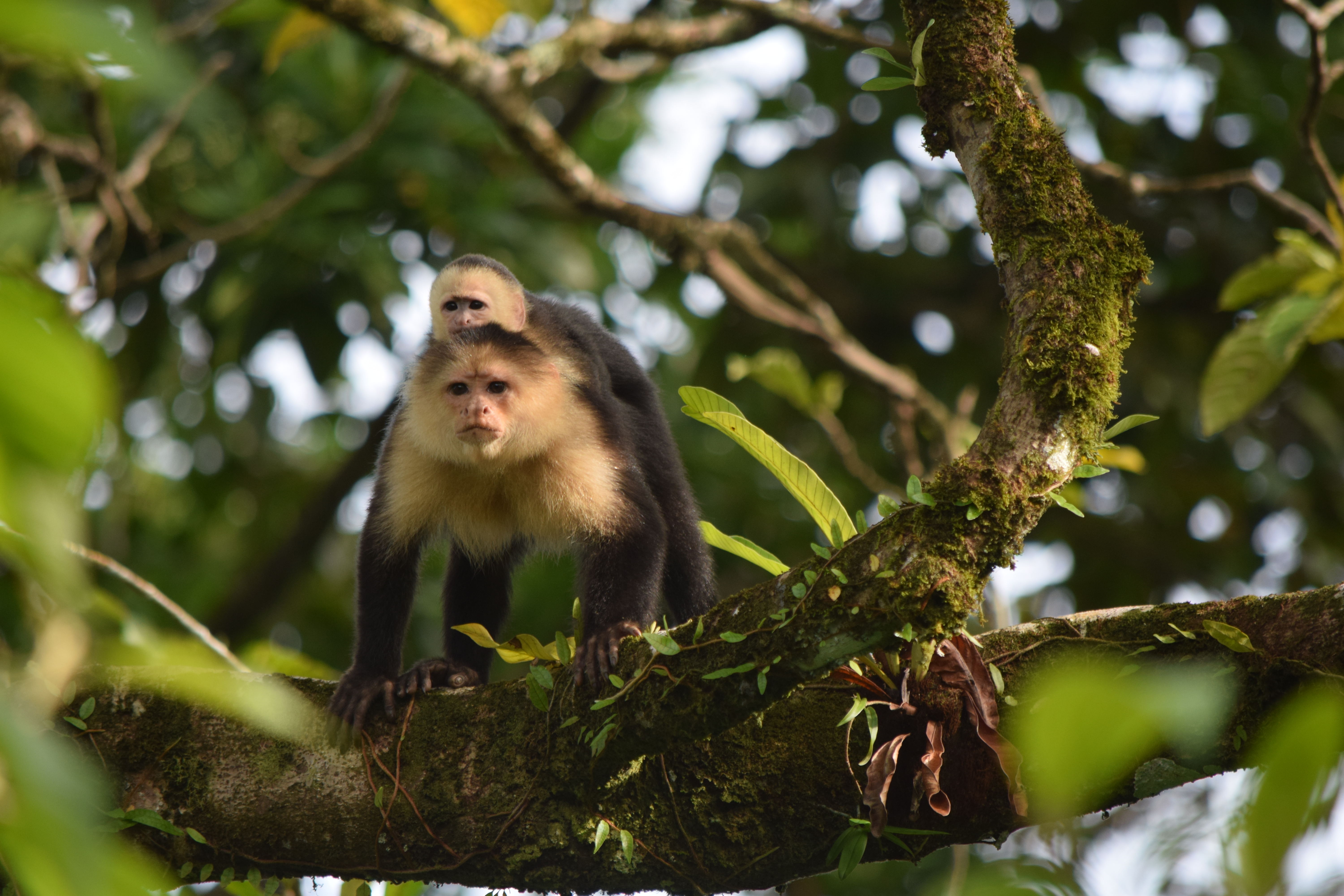 Symbiosis, up in the trees.. - Bocas Biodiversity: Birding