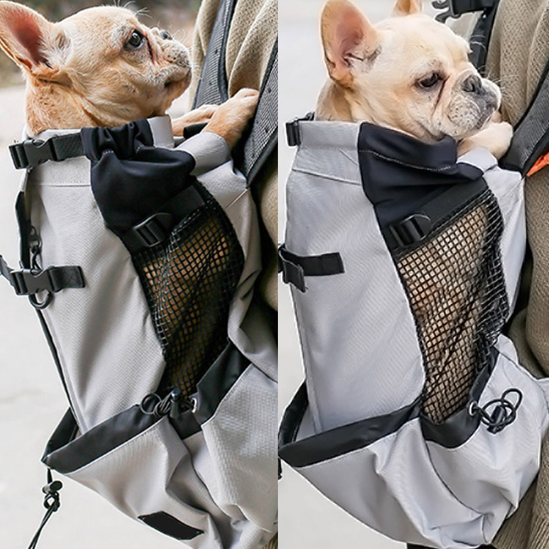 dog in rucksack