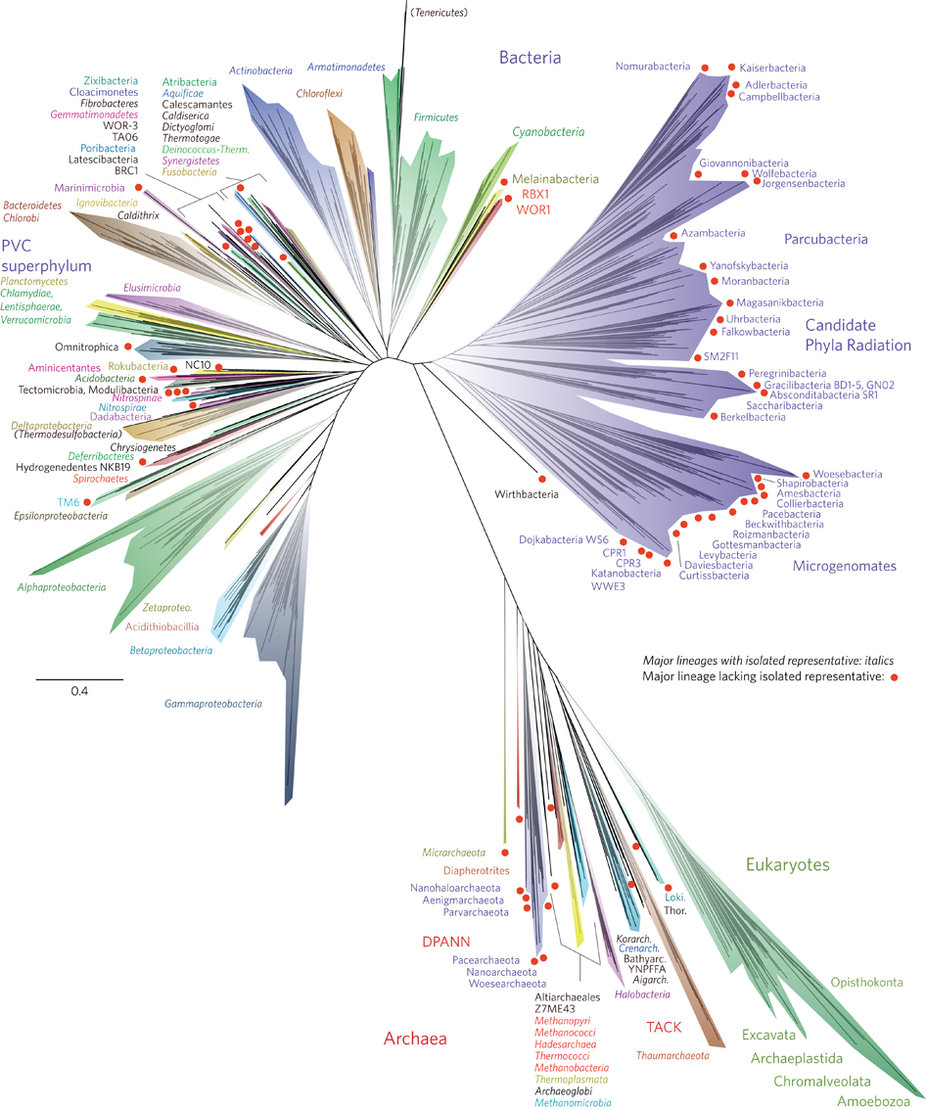 A new view of the tree of life