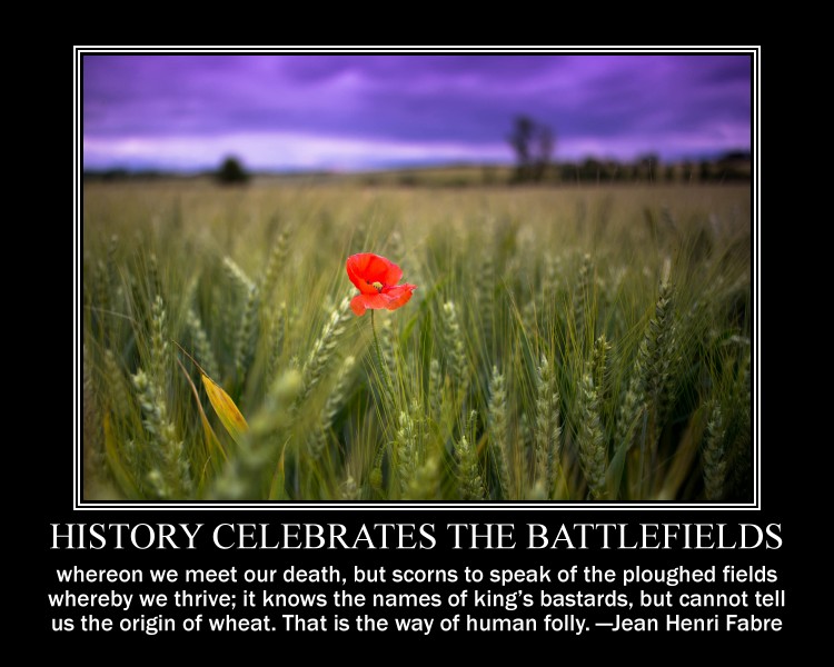 Photo of wheat field with a starkly contrasted single orangish-red poppy growing out of it.