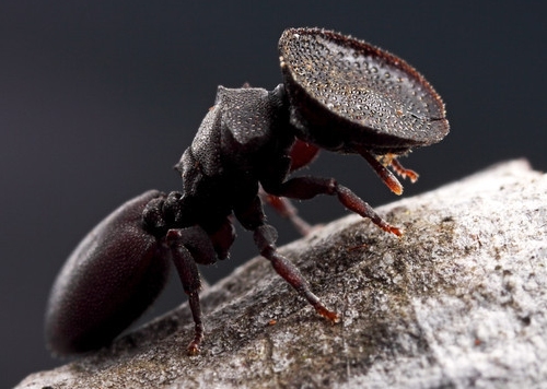 Here are three muscle endurance tests you can try to test your upper body, lower body, and core muscles. The world's weirdest ants