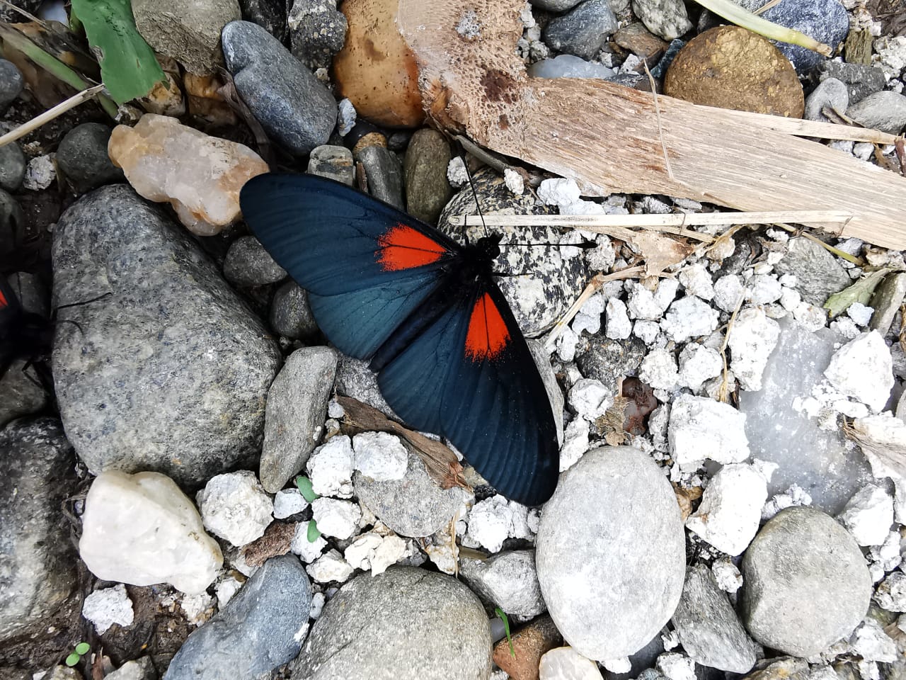 COLOMBIA BUTTERFLY TOUR