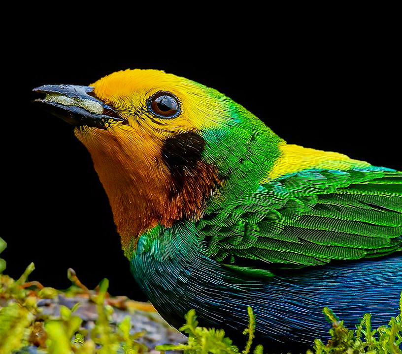 Multicolored Tanager - Bogota Birding and Colombia Wildlife Tours