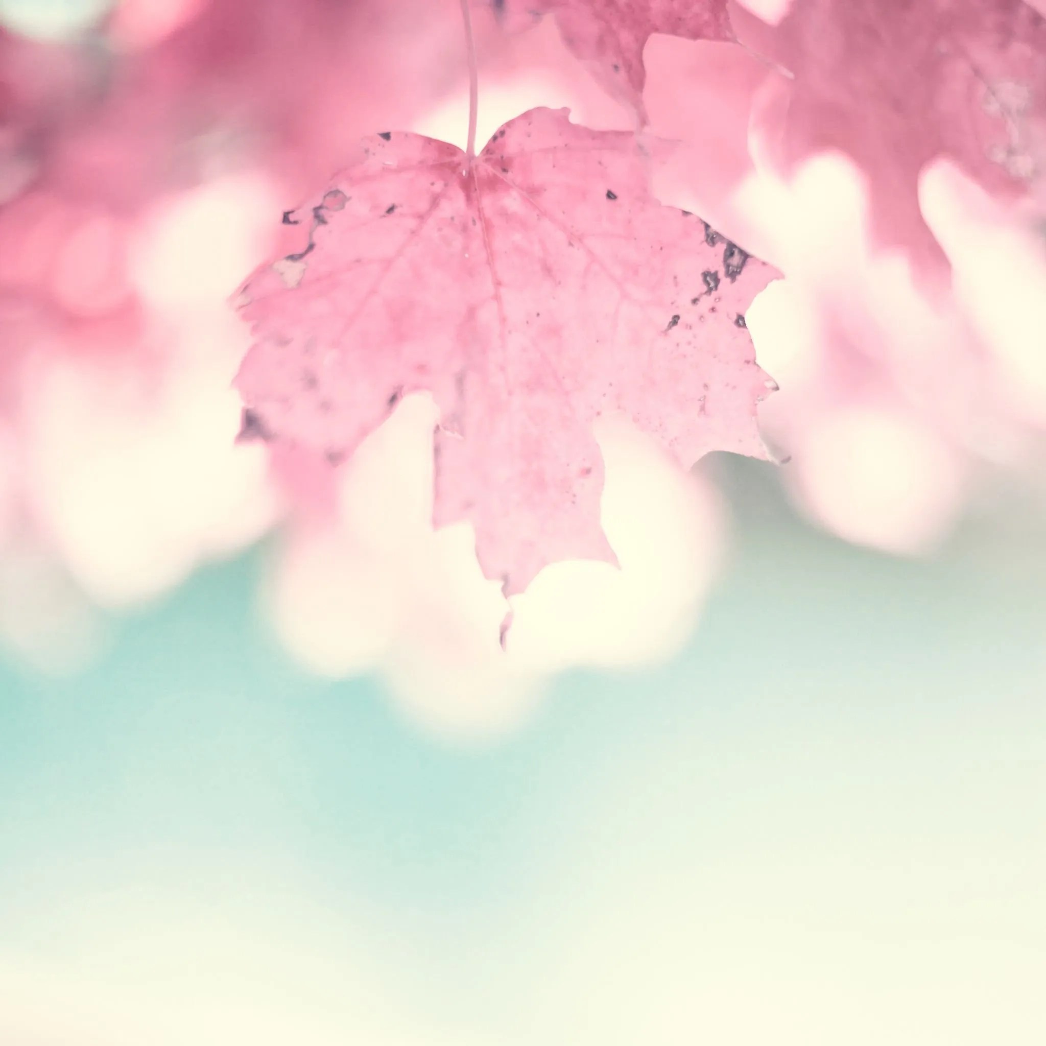 Maple Closeup