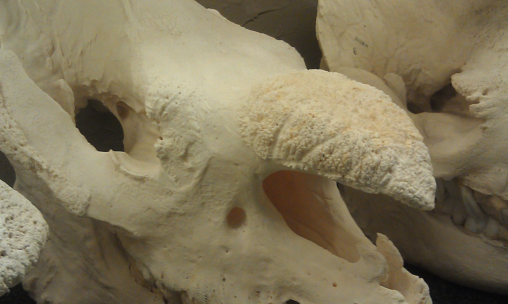 Rhino Horns Aren T Really Horns Boing Boing