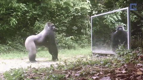 Wild Gorilla Displeased With His Reflection In Mirror Boing Boing