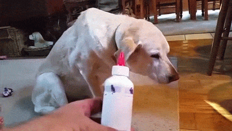 dog hates eye drops