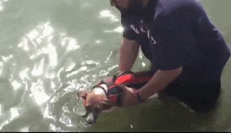 jack russell life jacket