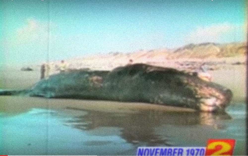 Better video of the legendary "controlled" explosion of a beached whale