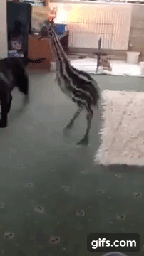 Baby emu excited to play with puppy - Boing Boing