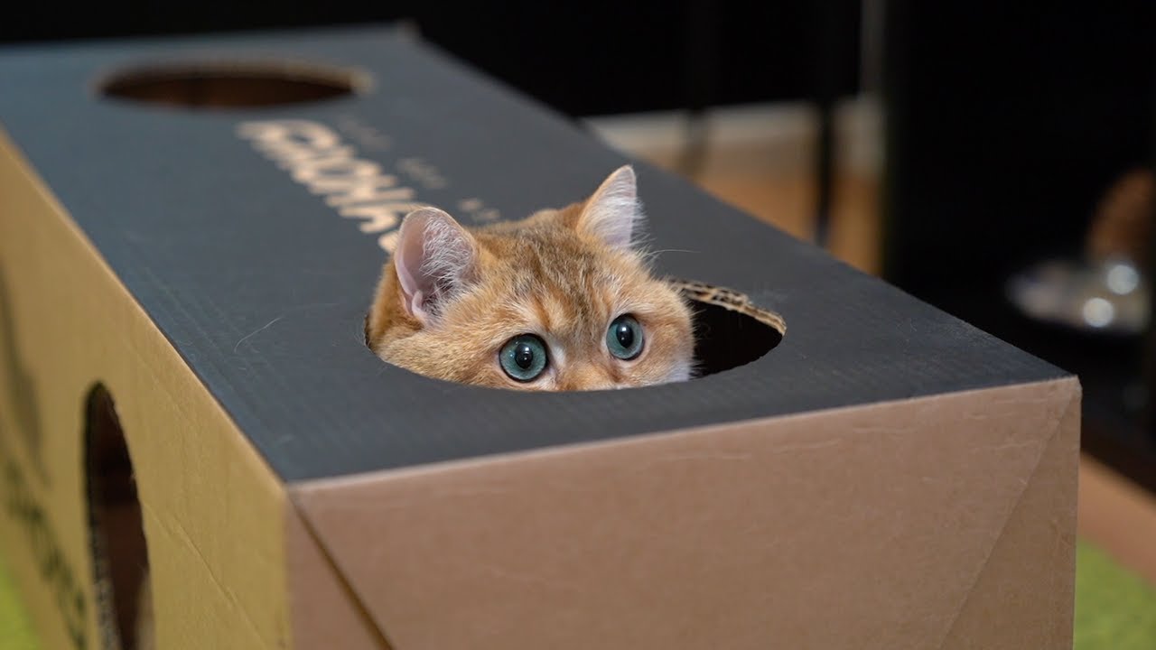 Why do cats love hiding in cardboard boxes so much? Boing Boing
