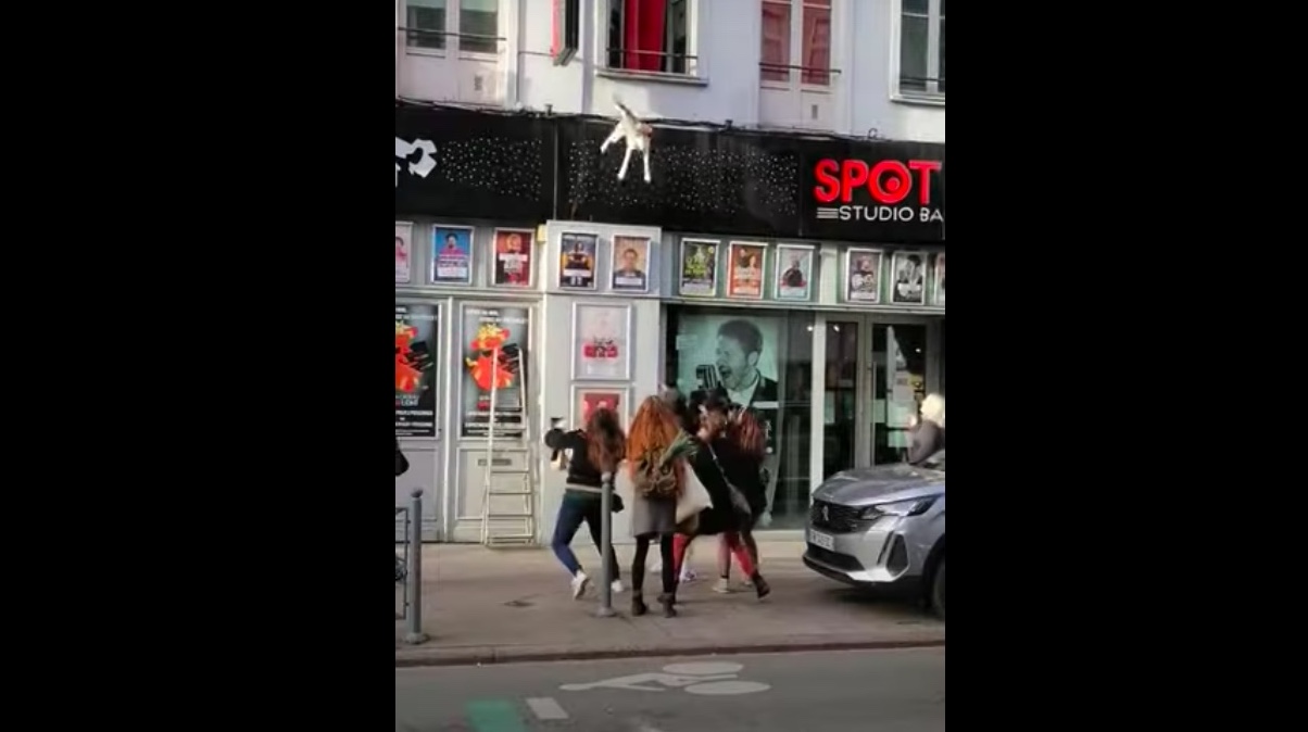 Assista a um cachorro cair da janela do 2º andar, quase ser atropelado por um carro e depois sair andando como um campeão