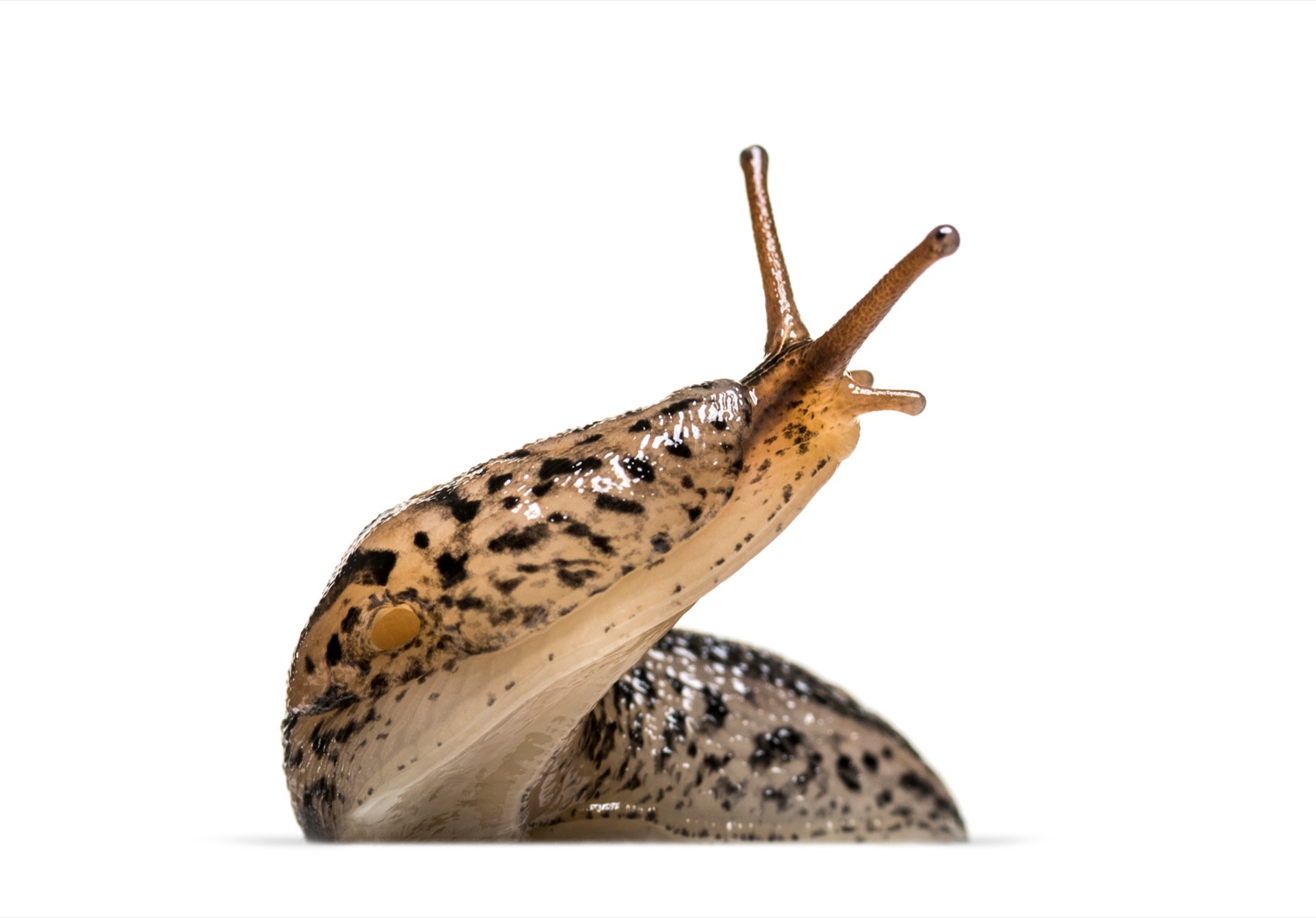 Slug caught red-handed in doorbell prank that kept residents up all night