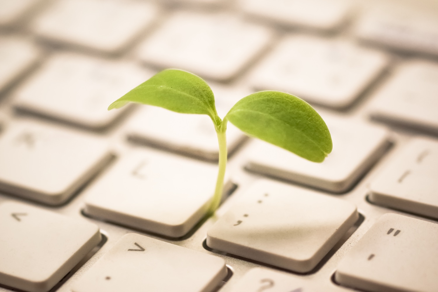 Mude seu mecanismo de pesquisa para sua eficiência, para a saúde da internet e para o planeta