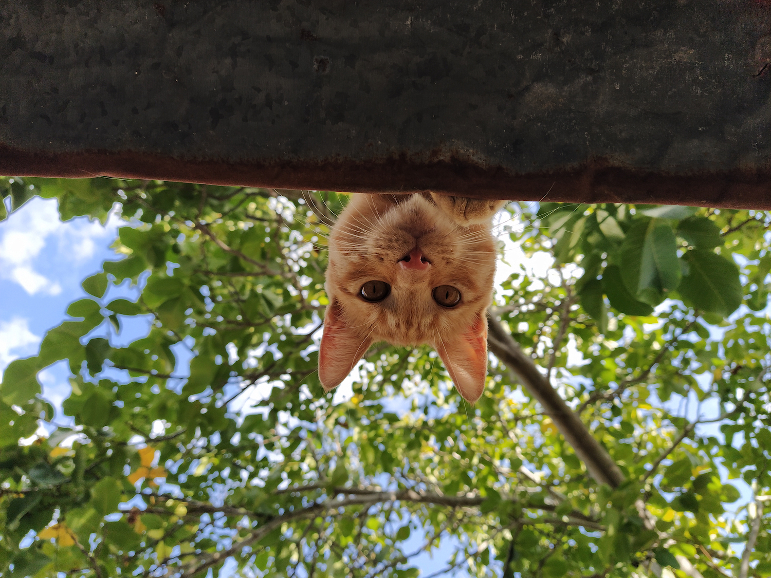 Watch a cat climb stairs upsidedown Boing Boing