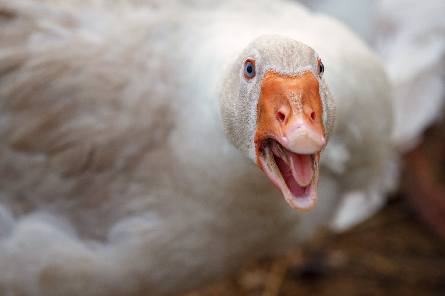 Watch Pet duck gets the zoomies inside a house Boing Boing