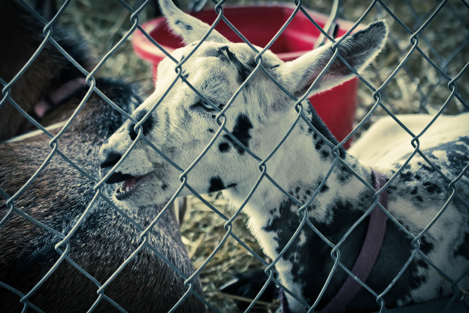 Goat keeps escaping pen, so confused human sets up a camera and sees ...