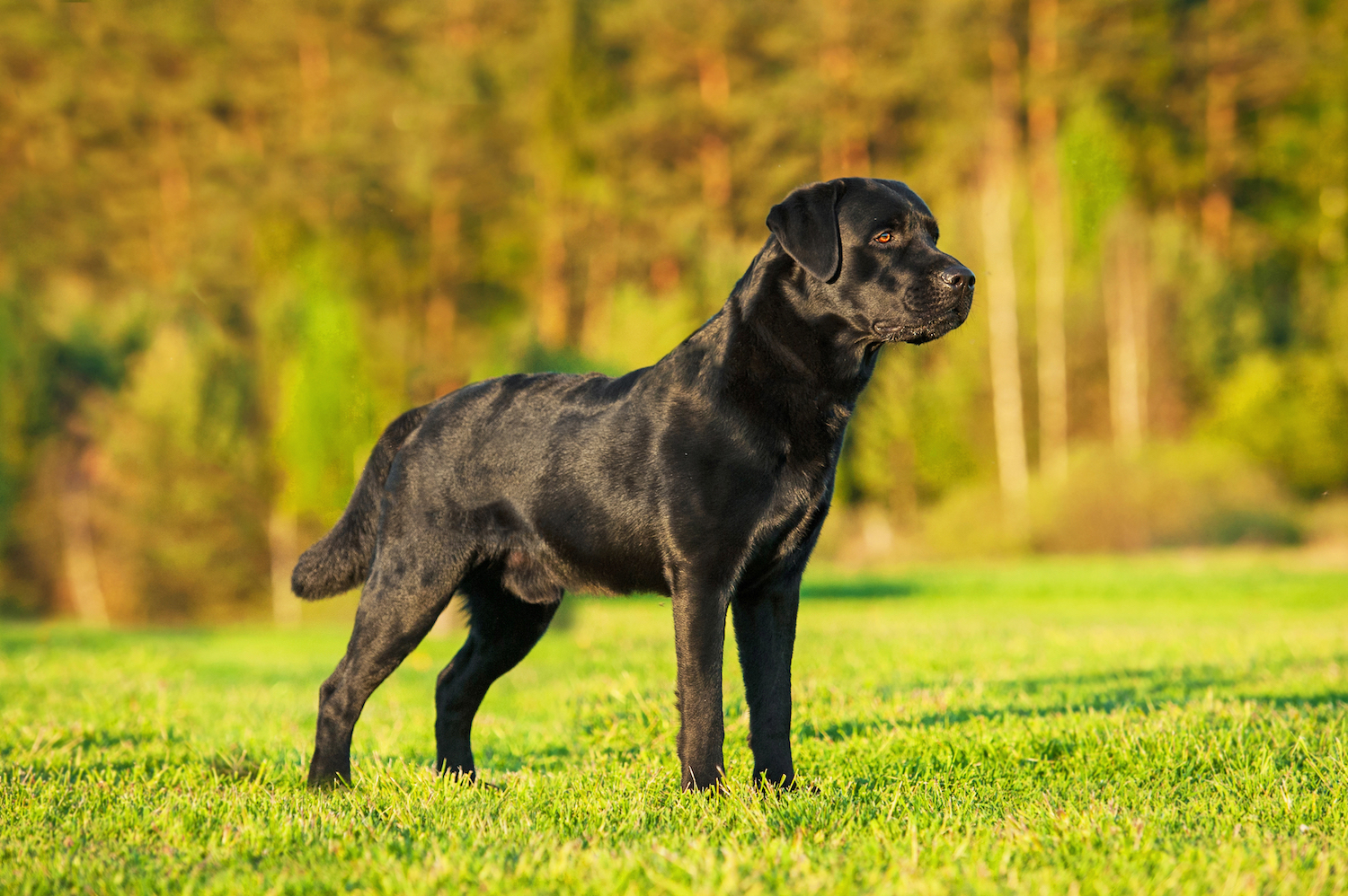 Image: Rita_Kochmarjova / shutterstock.com