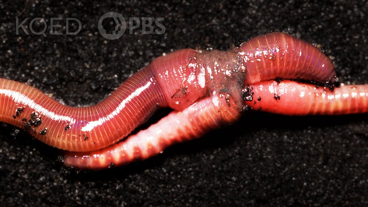 Earthworm sex is quite romantic (video) Boing Boing