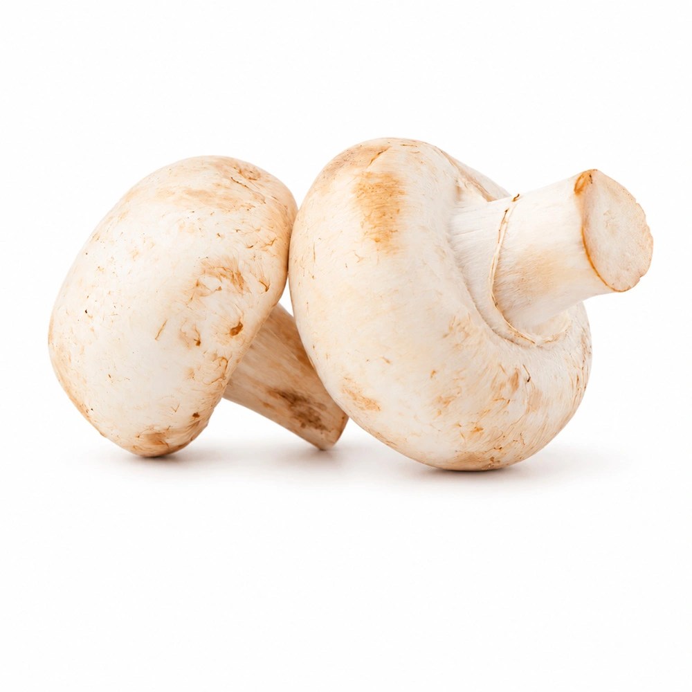CHAMPIÑON