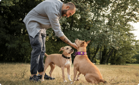Beyond Obedience: Enriching Your German Shepherd's Life