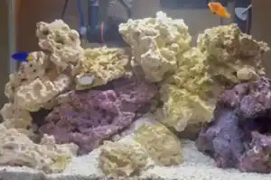 Clownfish and tank mates.