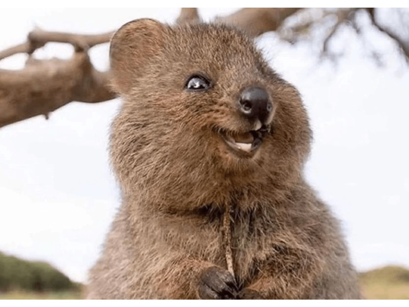 Happiest Animal Ever