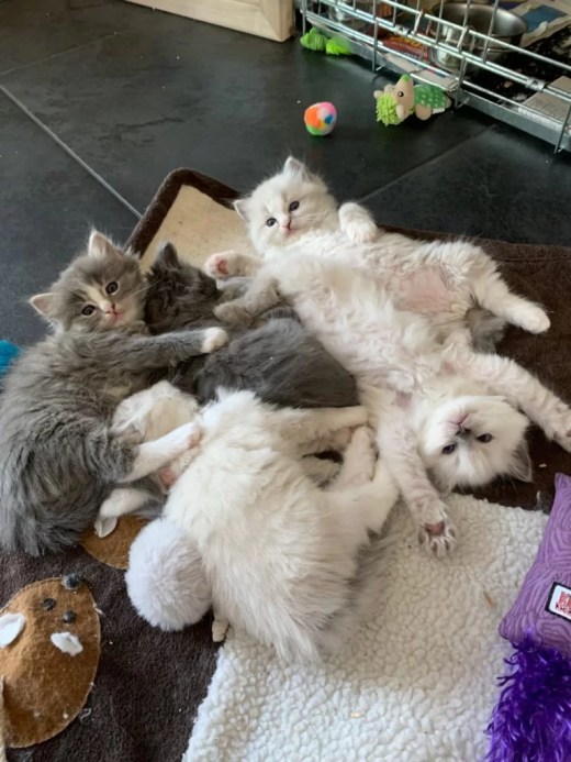 De kittens mooi uitgespreid