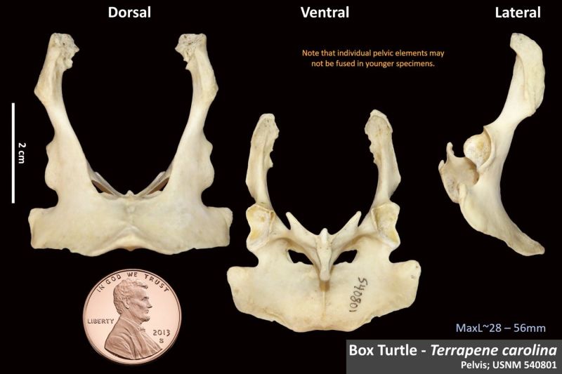 Common Box Turtle Radius Osteoid Bone Identification - Geometric Arts - Premium High Resolution Collection