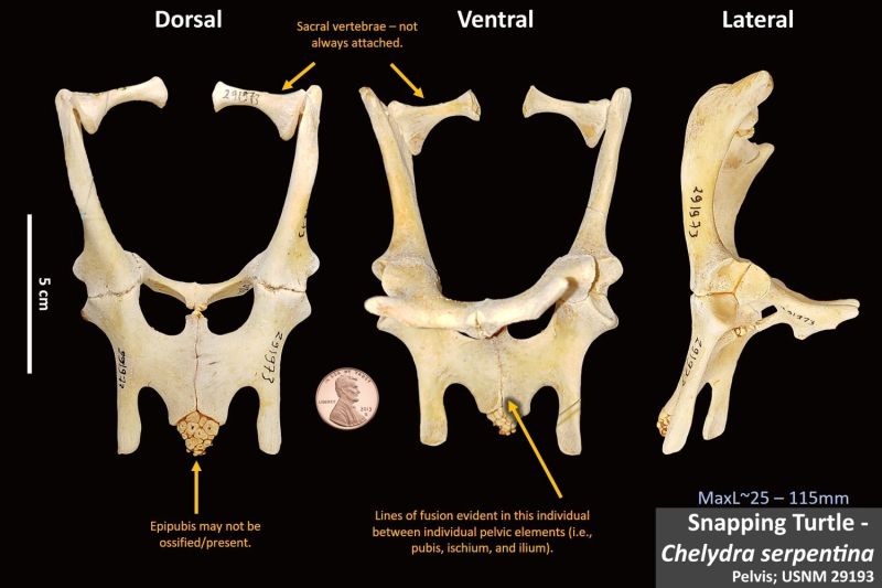 Common Snapping Turtle Radius Osteoid Bone Identification - Gradient Pattern Collection - Mobile Quality