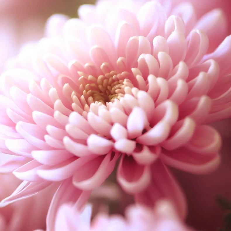 flor de crisantemo