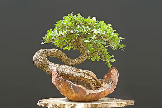 How To Grow Bonsai From Oak Bonsai Oak Self Cultivation And Care How To Grow Bonsai From Oak