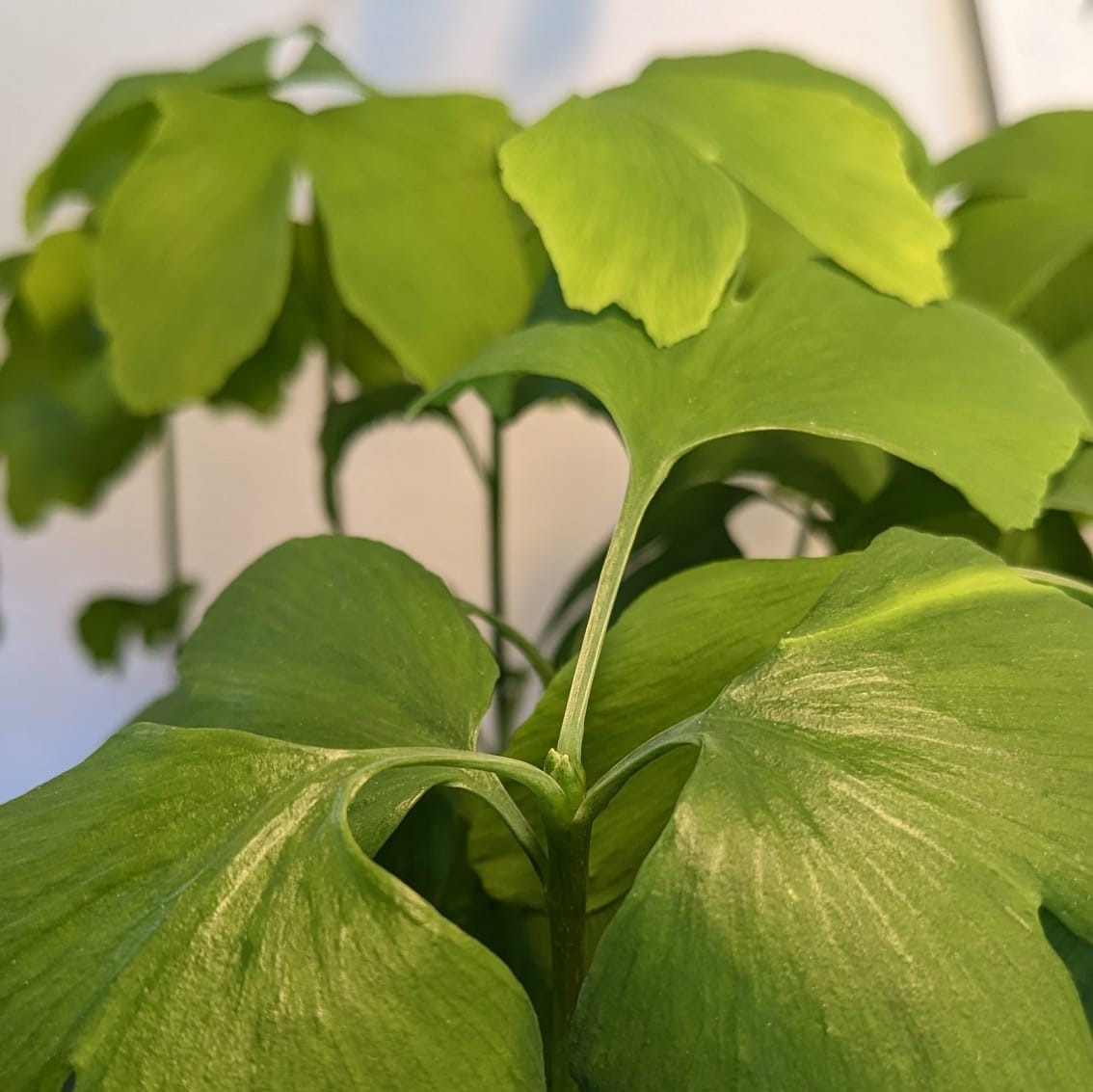 ginkgo bud