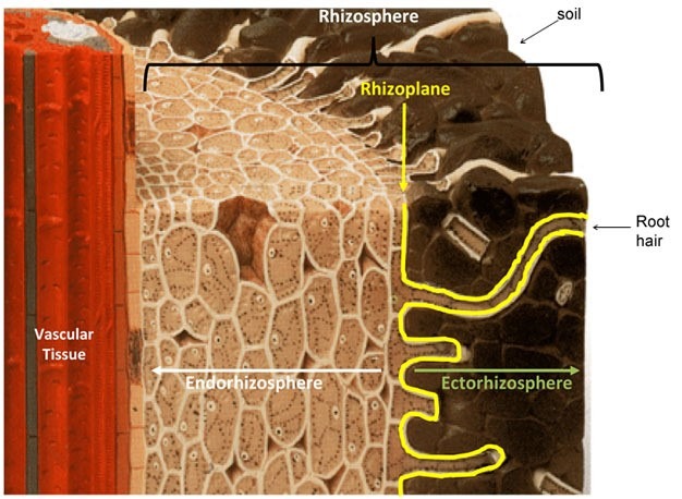 rhizosphere