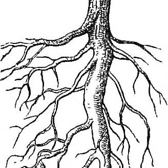 root ramification