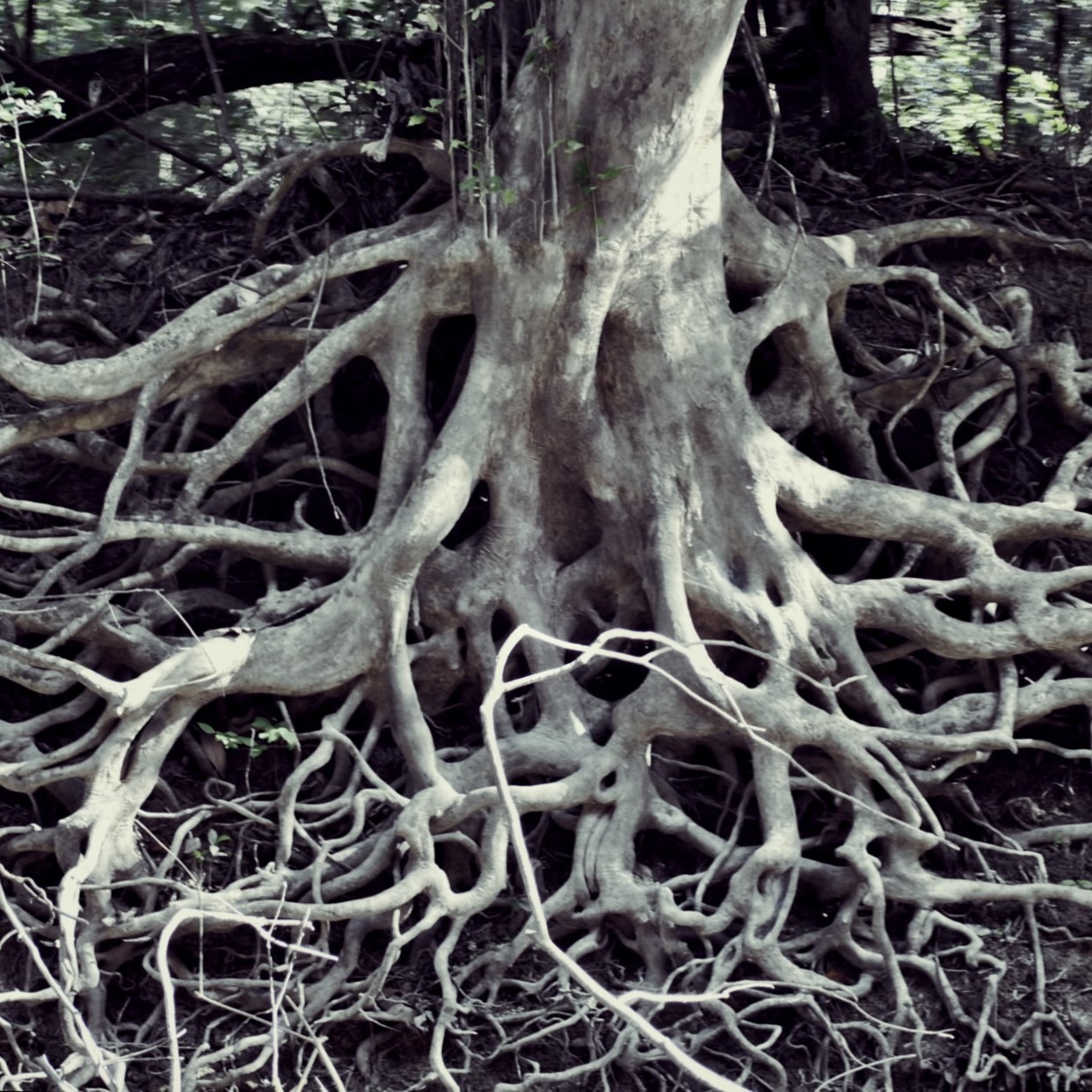 roots