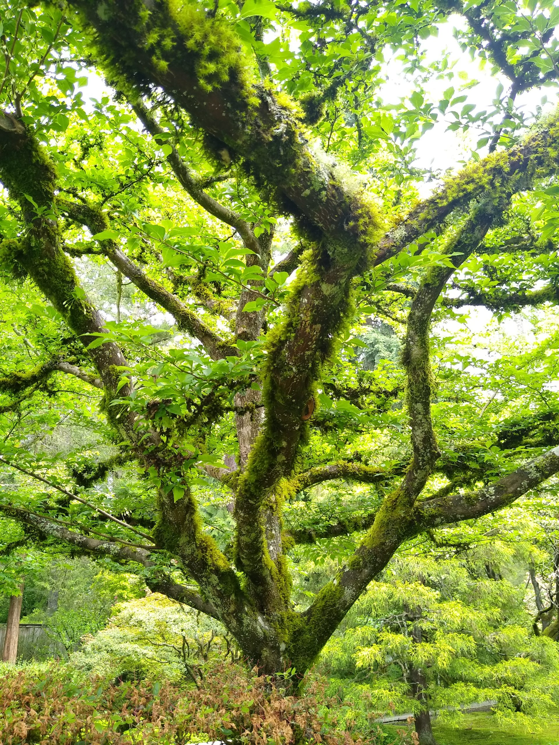 Tree in Seattle Japanese garden