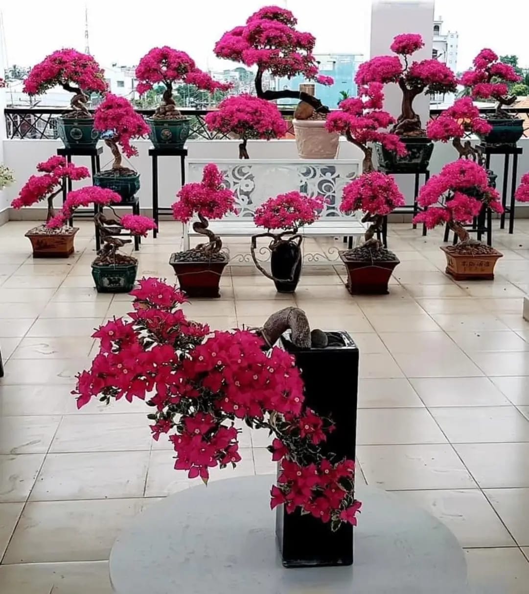 Bougainvillea bonsai