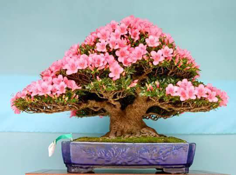 Bonsai Satsuki Azalea / Bonsai AzalÃ©e du Japon, Azalea Satsuki Kunpu, no. 7800 - Each year, donor and bonsai expert and collector melvyn goldstein provides us with blooming satsuki azalea to display in our outdoor bonsai and penjing garden.