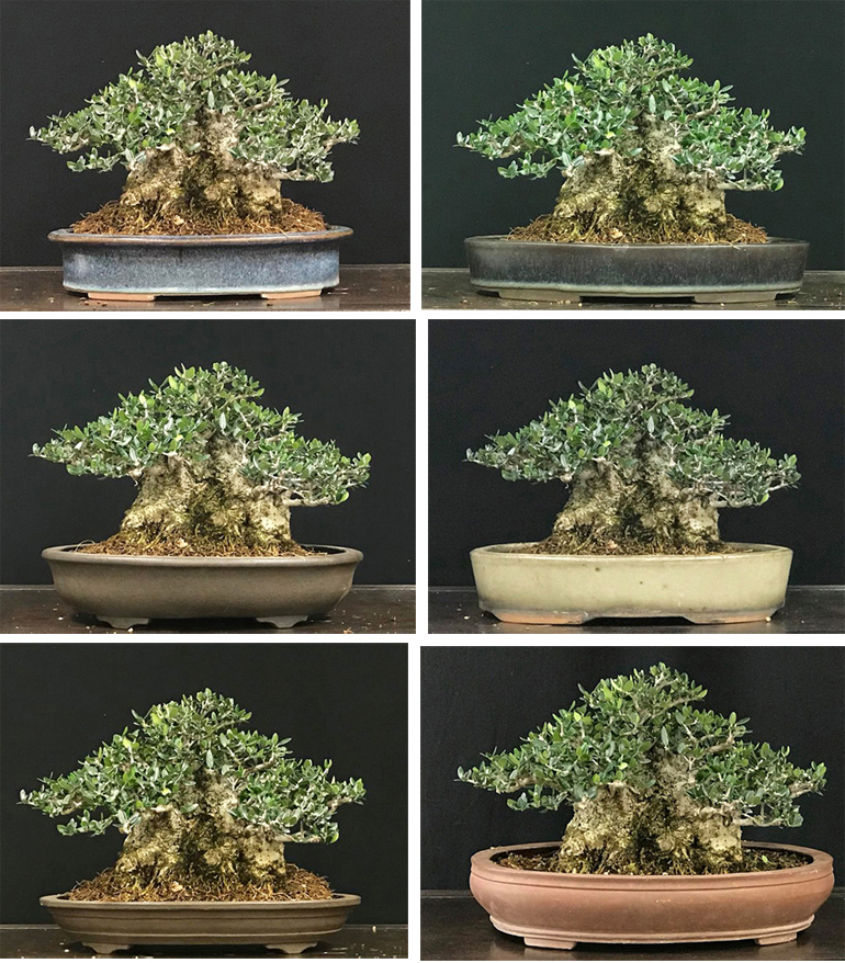 Japanese sports, religion and traditions retro banners. Sumo Olive Which Bonsai Pot Would You Choose Bonsai Bark