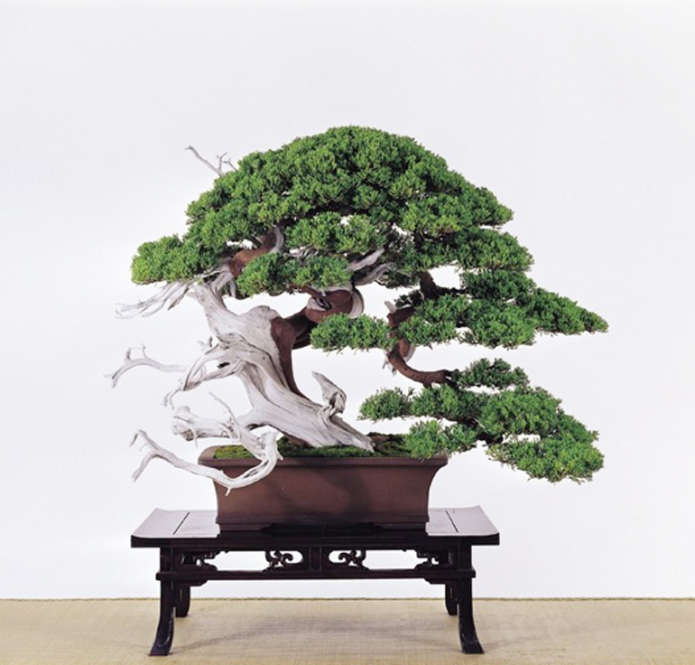 Masterful Bonsai Brilliant Pots Glimpses Of Monet Van Gogh Bonsai Bark