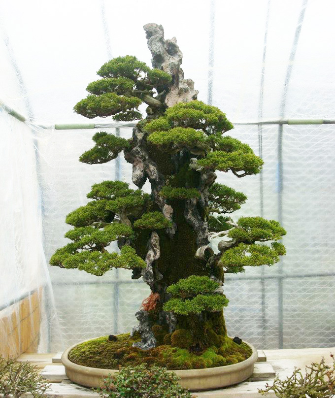 Of natural landscapes and are considered true works of art. 1000+ images about bonsai, saikei, penjing and aquascape