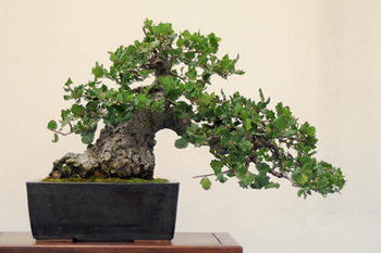Bonsai Tree Bib S Annual Bonsai Exhibit