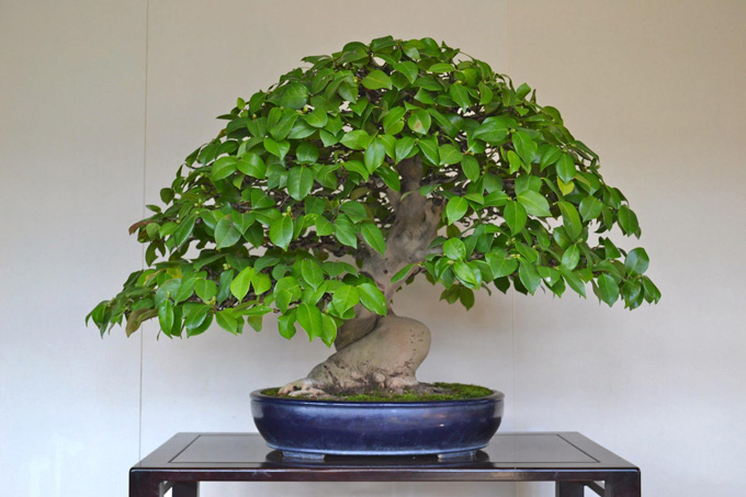 Owen Bonsai Bark