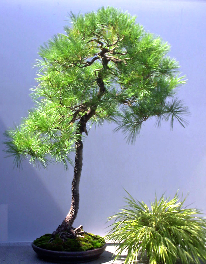 Bonsai Tree Bonsai Tree A Rare Wonderful Bunjin Bonsai