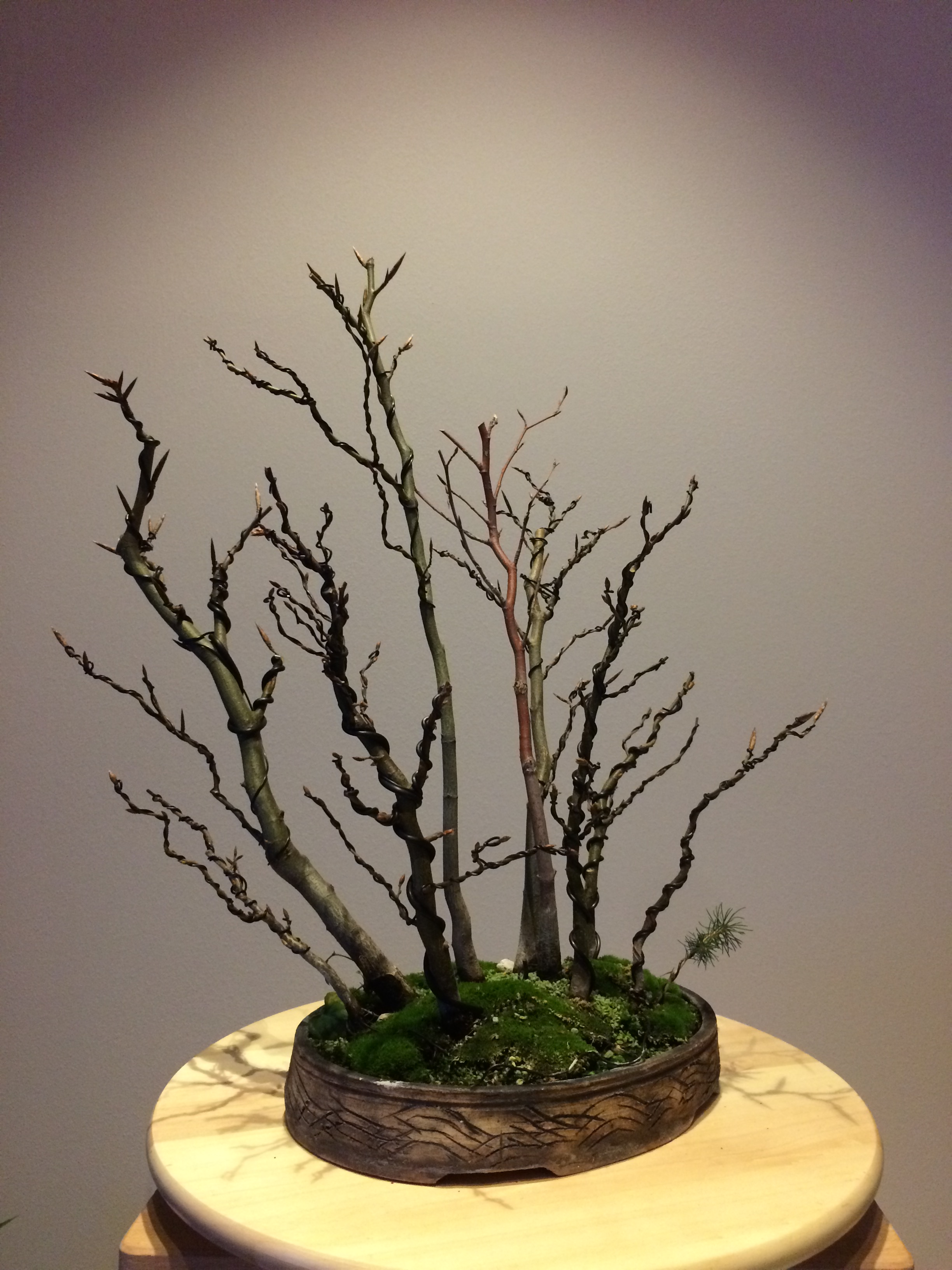 chinesischer judasbaum bonsai Chinesischer Judasbaum - Cercis chinensis main image 0
