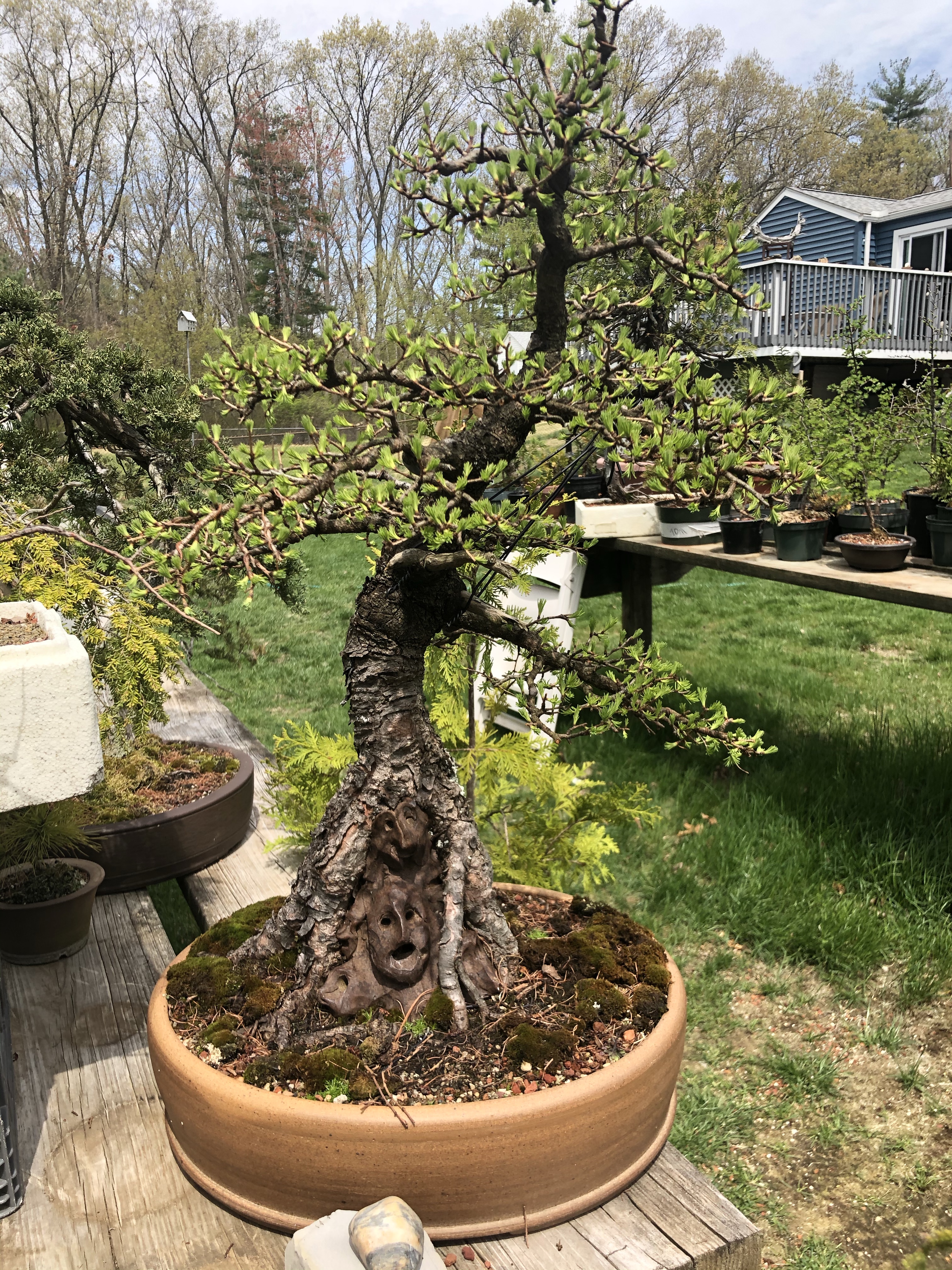 Visiting Black Dodge Bonsai – Bonsai NH