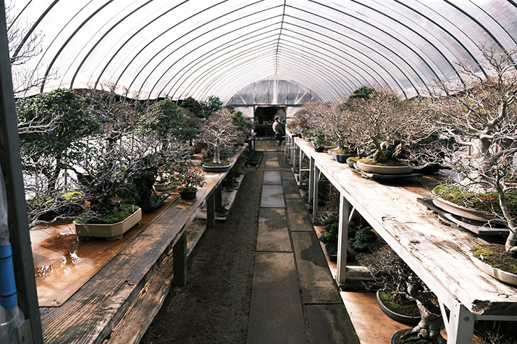 芙蓉園】雑木と寄植えの第一人者！四季を楽しめる盆栽園の紹介 – 盆栽Q