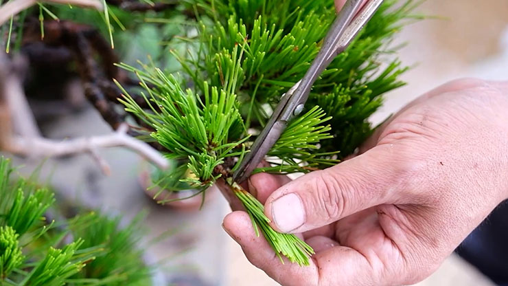 短葉法】黒松と赤松の短い葉を作る！芽切りを徹底解説 – 盆栽Q